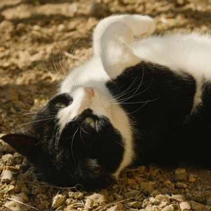 chat noir et blanc allongé sur le dos