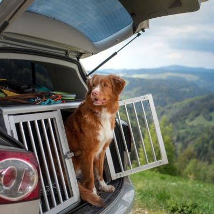 chien marron et blanc dans le coffre d'une voiture ouverte devant une vue