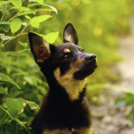 chiot Kelpie dans la nature