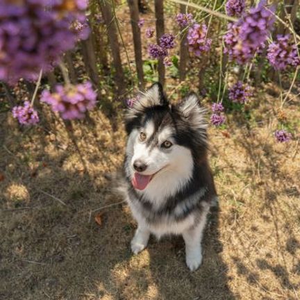 pomsky assis devant des fleurs