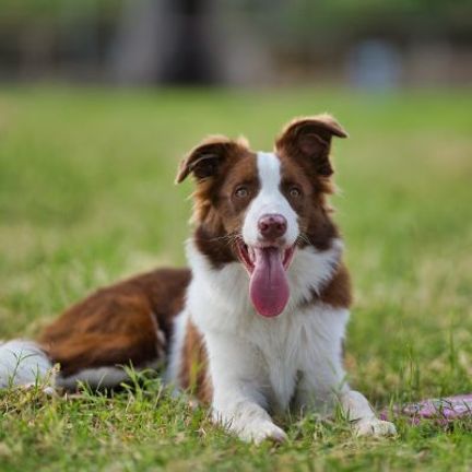 berger australien marron et blanc allongé dans l'herbe