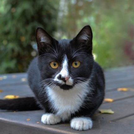 chat noir et blanc sur une terrasse