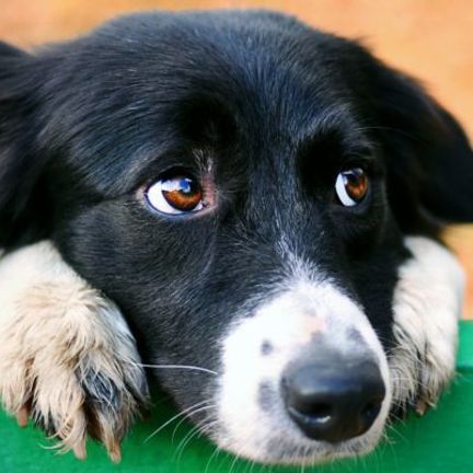 chien noir et blanc sur une barrière verte regardant à droite