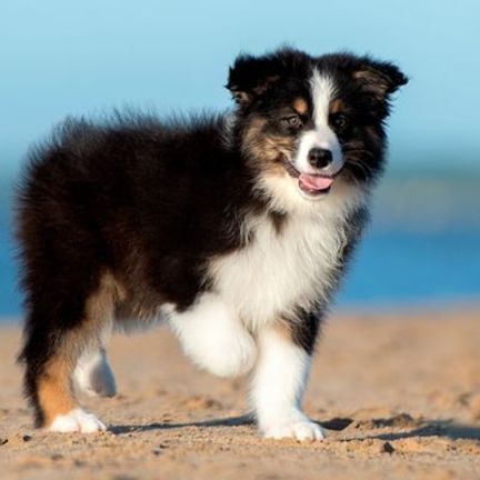 chiot sur la plage