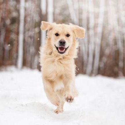 golden retriever courant dans la neige