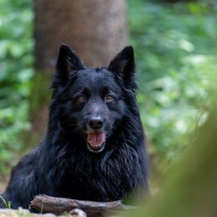berger belge noir à poils longs allongé dans la forêt de face