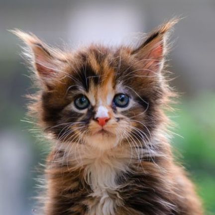 chaton roux et marron