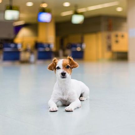 chien roux et blanc dans un aéroport