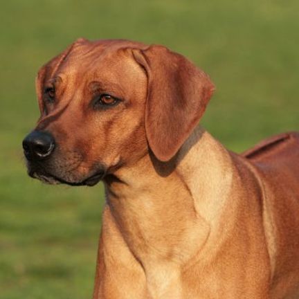 Rhodesian Ridgeback regardant vers la gauche