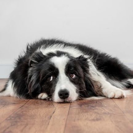 chien noir et blanc allongé sur le parquet