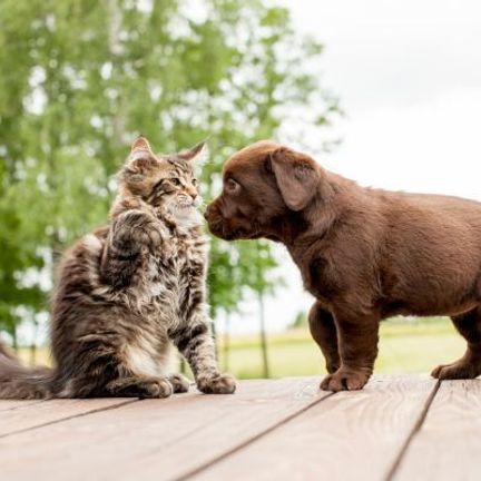 cohabitation chien chat
