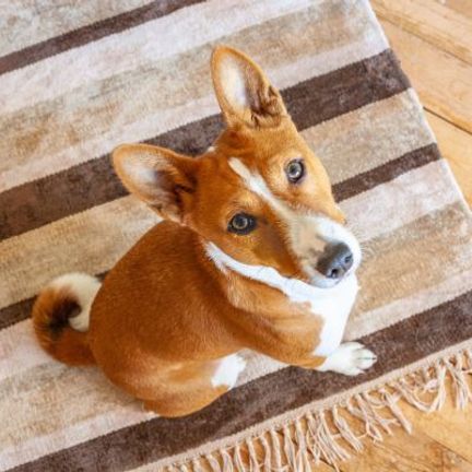 basenji roux et blanc sur un tapis