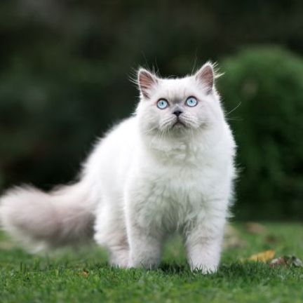 chat blanc colorpoint à poils mi-longs et aux yeux bleus dans un jardin