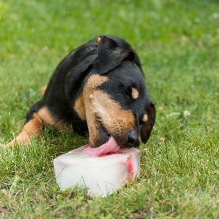 chien noir et fauve qui lèche un glaçon sur de la pelouse