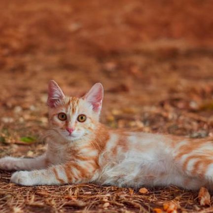 Bobtail Américain roux dans des feuilles