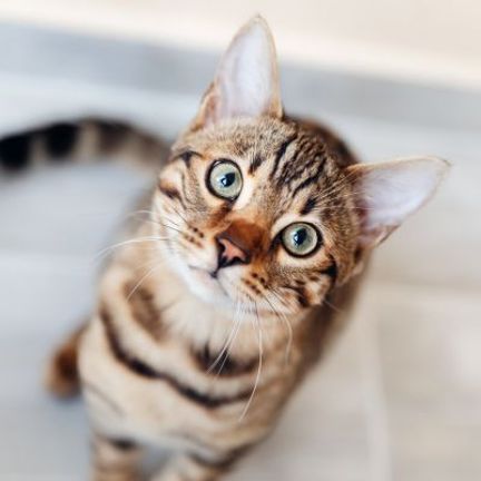 chat tigré aux yeux verts regardant la caméra