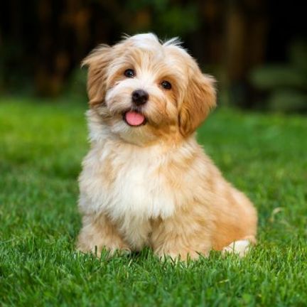 bichon havanais beige et blanc dans l'herbe