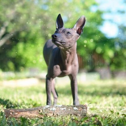 chien nu du mexique dans un parc sur l'herbe