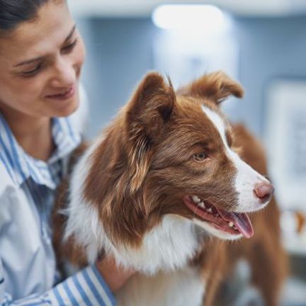chien marron chez le vétérinaire