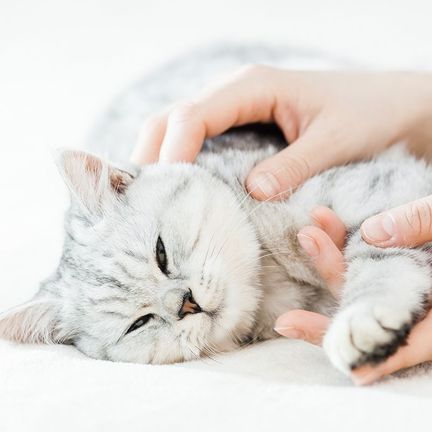 Chat sur un lit
