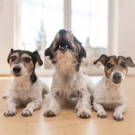 3 chiens dont un qui aboie