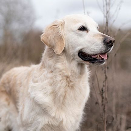 Golden Retriever en extérieur