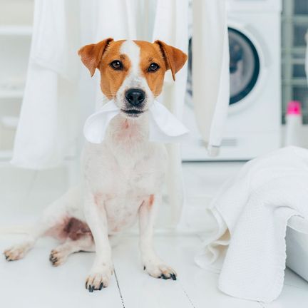Comment laver les affaires de votre chien