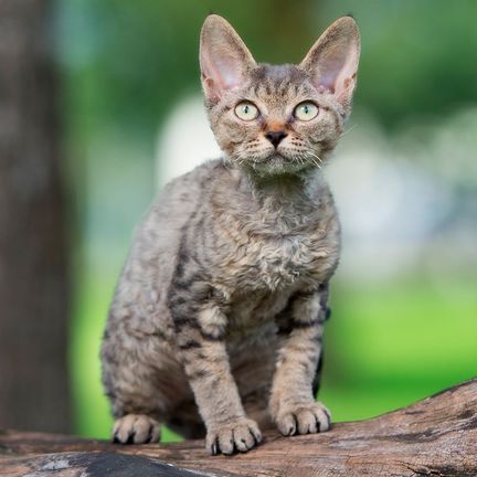 Chat en pleine nature