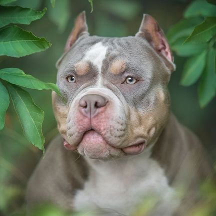 Gros plan sur un american bully