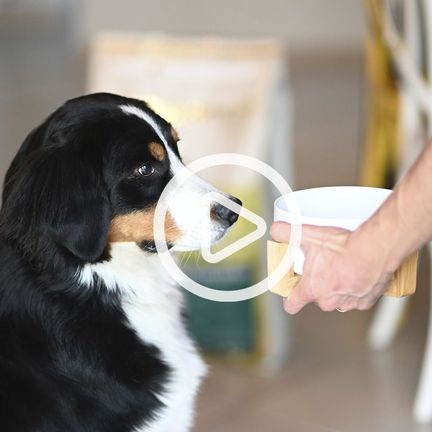 Bouvier bernois regardant sa gamelle de croquettes