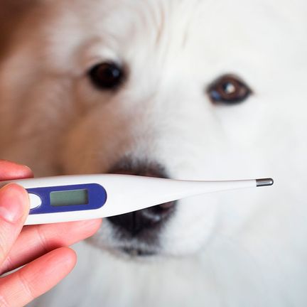 Température chien