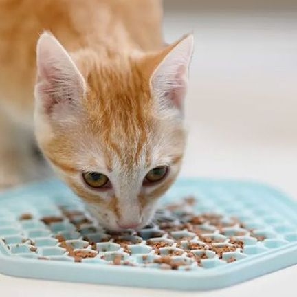 chat mangeant sur son tapis de nourriture