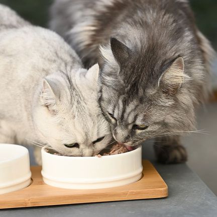 2 chats mangeant dans la même gamelle