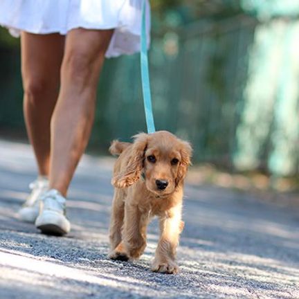 cocker anglais en promenade en laisse