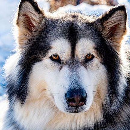 portrait malamute de l'alaska dans la neige