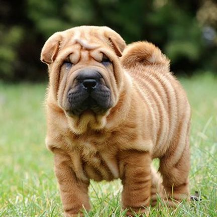 shar pei dans un champ