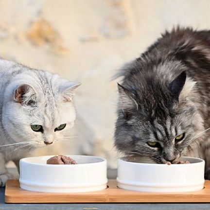 chats mangeant dans leurs gamelles