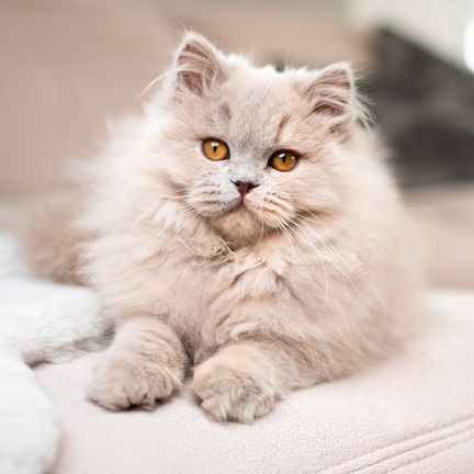 Chat à poil long couché sur un lit