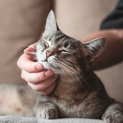 Chat ayant des allergies