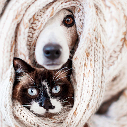 Animaux sous une couverture