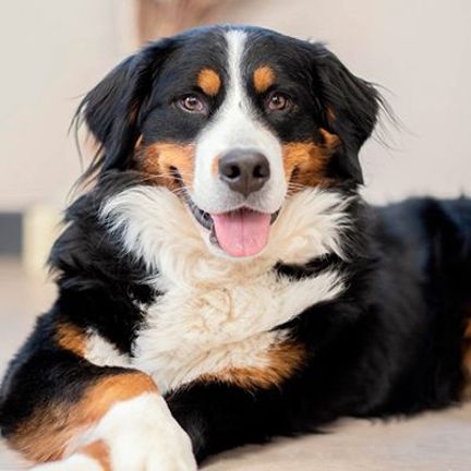 Bouvier bernois couché