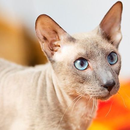 Peterbald beige