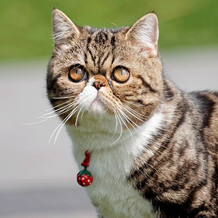 Gros plan sur un exotic shorthair