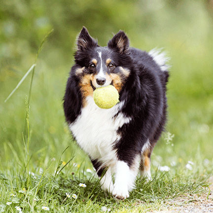 Chien ayant une balle dans la gueule 