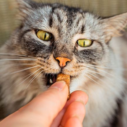 Chat mangeant sa friandise