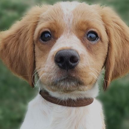 Épagneul Breton chiot 
