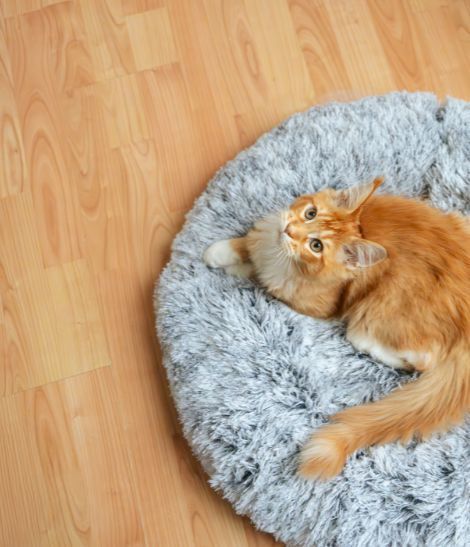 chaton roux sur son couchage gris