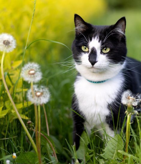 chat noir et blanc dans les hautes herbes