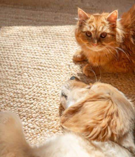 chat roux et golden retriever allongés sur un tapis en toile de jute