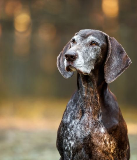 chien vieux dans un pré